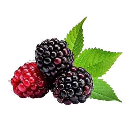 Blackberry